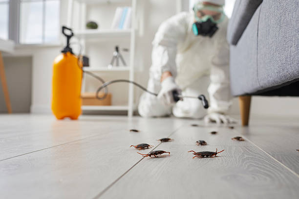 Post-Treatment Bed Bug Interceptor Monitoring in Radcliff